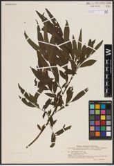 Foto von Salix udensis Trautv. & C. A. Mey.